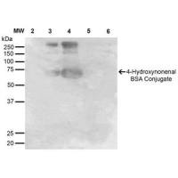 4 Hydroxynonenal antibody [12F7]