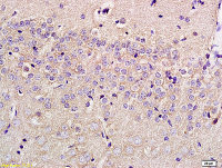 SLC29A4 antibody