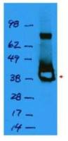 Lac I antibody