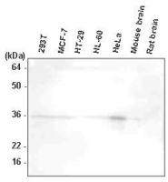 HTRA2 antibody [1B3]