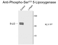 5-Lipoxygenase (phospho Ser523) antibody