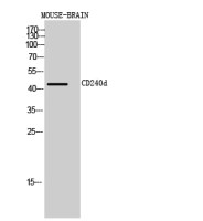RhD antibody