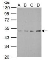 SSH3BP1 antibody