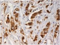 AGR3 antibody [AGR3.1]