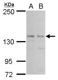 PAN2 antibody