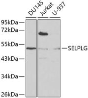 CD162 antibody