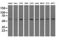 Syntrophin alpha 1 antibody [1H10]