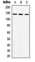 c-Abl antibody