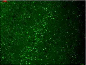 Kir2.1 antibody [S112B-14]