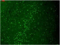 Kir2.1 antibody [S112B-14]