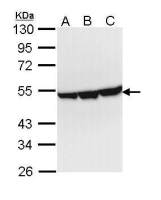 ENO3 antibody