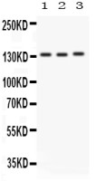 Integrin alpha 1 antibody