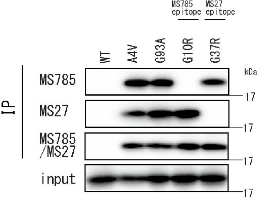 SOD1 (mutant) antibody [MS27]