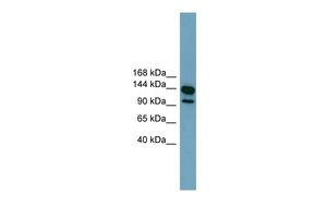 LRRC66 antibody, Internal