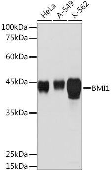 Bmi1 antibody