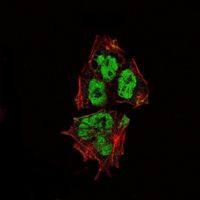 SOX2 antibody [10F10]