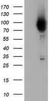 PIK3AP1 antibody [7A11]