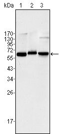 NFkB p65 antibody [6H7]