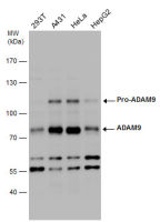 ADAM9 antibody