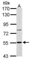 RAD26L antibody