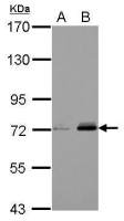 URP2 antibody