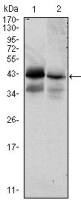 EpCAM antibody [7E11]