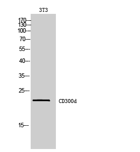 CD300LD antibody