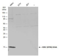 West Nile virus NS4A protein antibody
