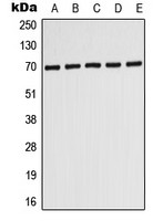 PMP70 antibody