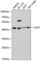GJA4 antibody