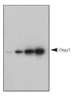 Ogg1 antibody