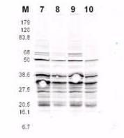 Rfa2 (phospho Ser122) antibody
