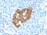 Insulin antibody [IRDN/794]