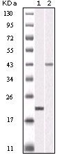 Aurora B antibody [13E8D3]