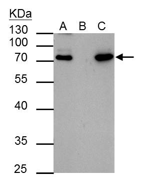 HCLS1 antibody [N1N3]