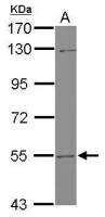 UGT2B7 antibody