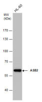 ASB2 antibody [N3C2], Internal