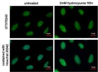 RPA32 antibody [12F3.3]