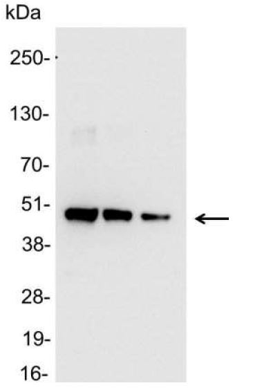 6X His tag antibody (HRP)