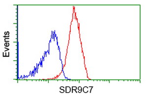 SDR9C7 antibody [6A8]