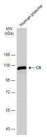 C6 antibody