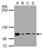 NKRF antibody