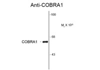 COBRA1 antibody [F7E4]