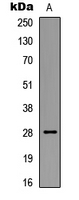 Bcl-2 (phospho Ser87) antibody