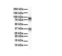CPEB4 antibody, N-term