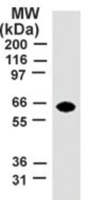 TRAF5 antibody [55A219]