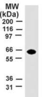 TRAF5 antibody [55A219]