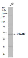 EFCAB4B antibody