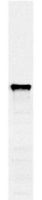PDI1 antibody [38H8]