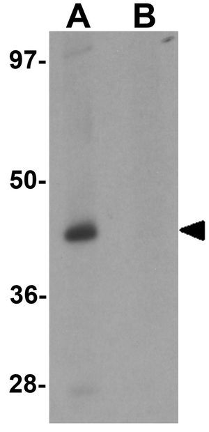 Protor 1 antibody